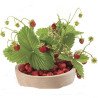 Alpine Strawberry Bowlenzauber