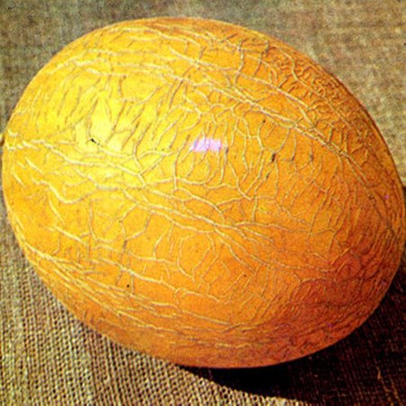 Melon Early 133