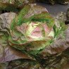 Butterhead Lettuce Sahim