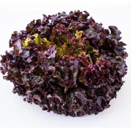 Oak Leaf Lettuce Verala