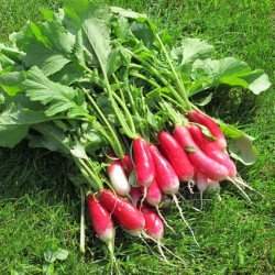 French Radish Bohynia