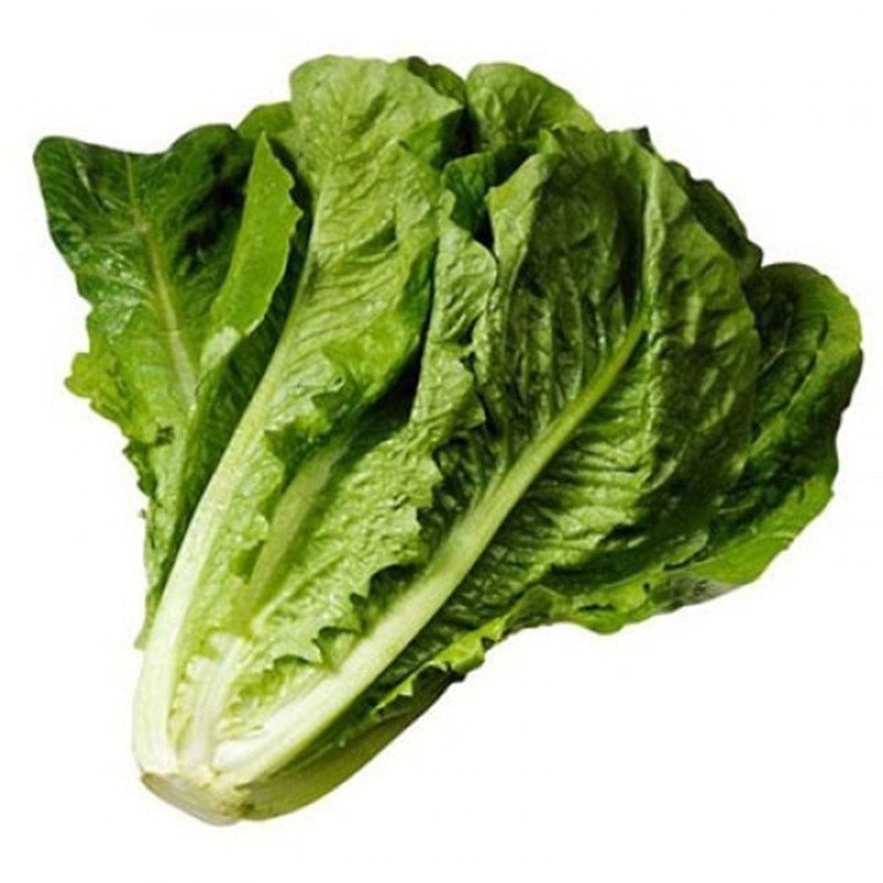 Romaine Cos Lettuce Galander