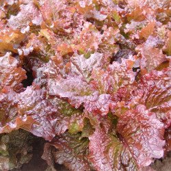 Leaf Lettuce Rosela