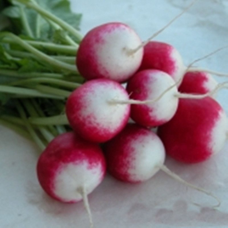 Radish Poloneza