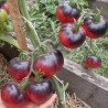 Tomato Amethyst Jewel