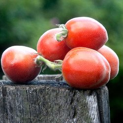 Tomato Scheherizade