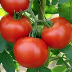 Tomato Abundant
