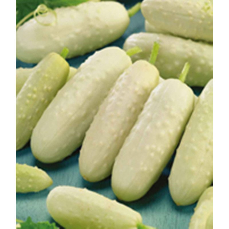 Cucumber Parisian White