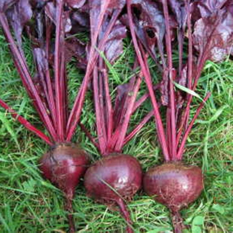 Beetroot Bulls Blood