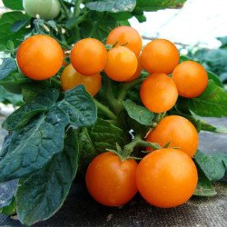 Dwarf Cherry Tomato Balcony Venus