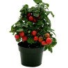 Dwarf Cherry Tomato Balcony Vilma