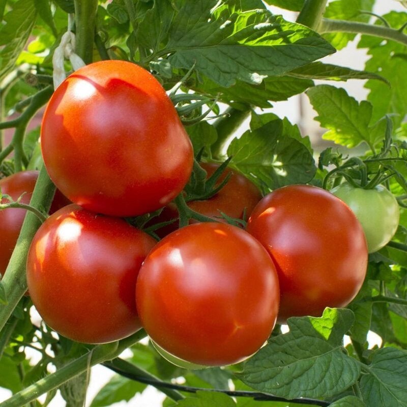 Tomato Dalimil