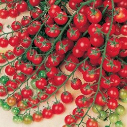 Cherry Tomato Idyll