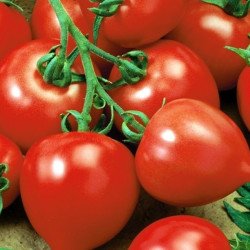 Tomato Basileus