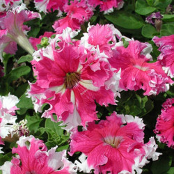 Petunia Karkulka F1