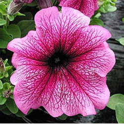 Petunia Snenny F1