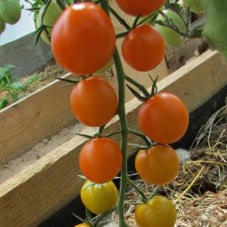 Tomato Goldilocks