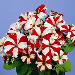 Petunia Usmev F1