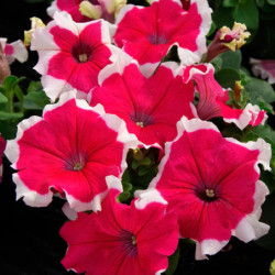 Petunia Pikoti Pink F1