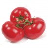 Tomato Big Bushman