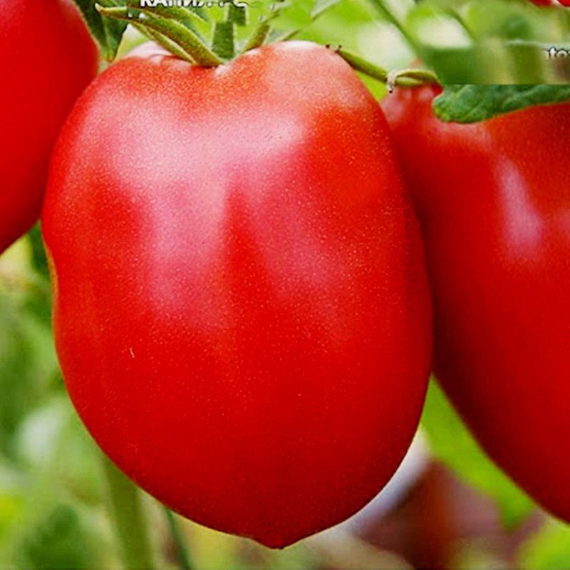 Tomato Red Capia