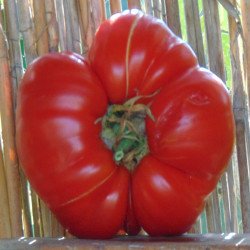 Tomato Diva de Deva