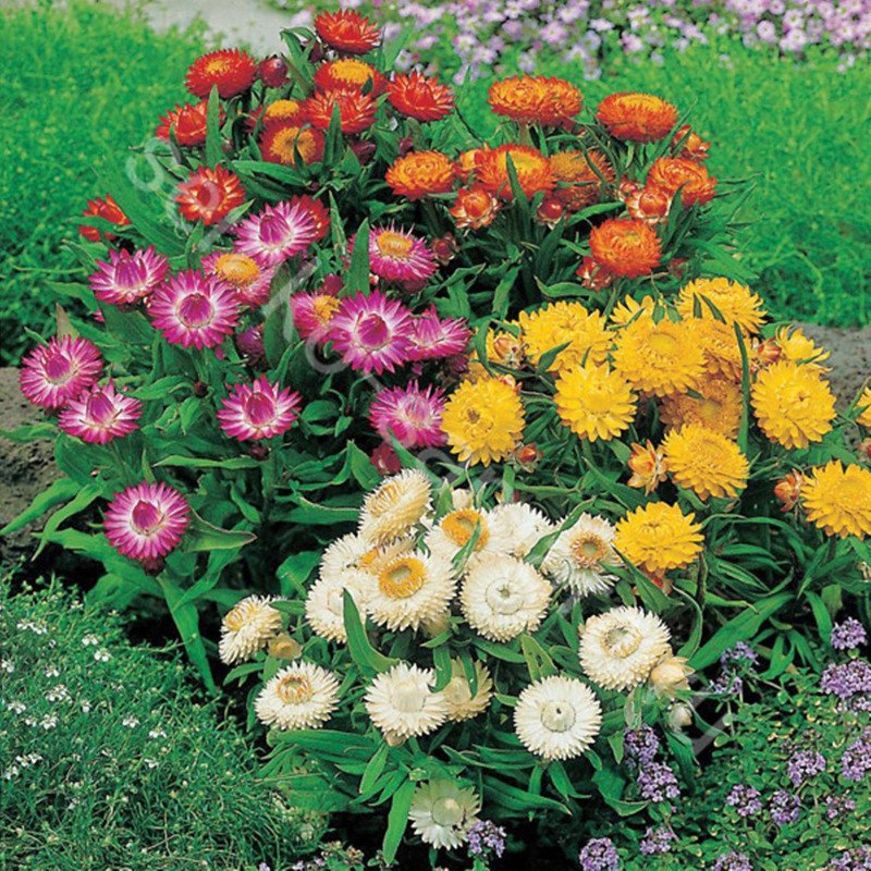 Strawflower Dwarf Mix