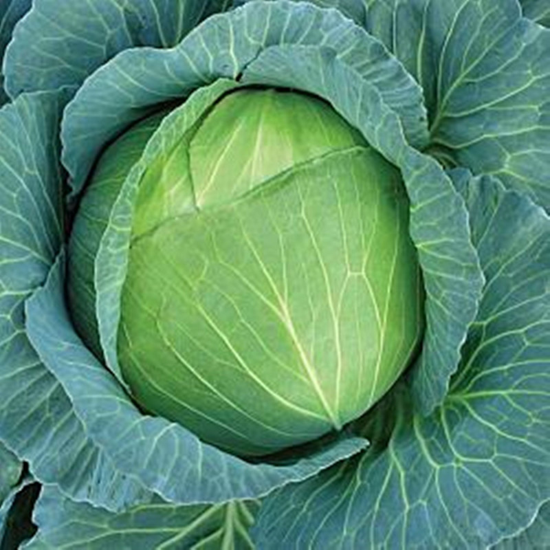 Капуста білоголова Камяна голова