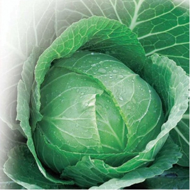 Капуста білоголова Козачок F1