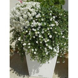 Babys Breath Elegant White