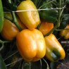 Sweet Pepper Mystery