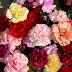 Carnation Garden Shabo Mix