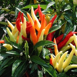 Sweet Pepper Decorative Poupila