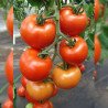 Tomato Dafne F1