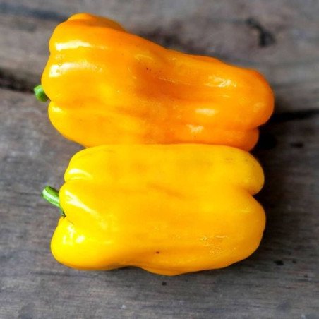 Sweet Pepper Australian