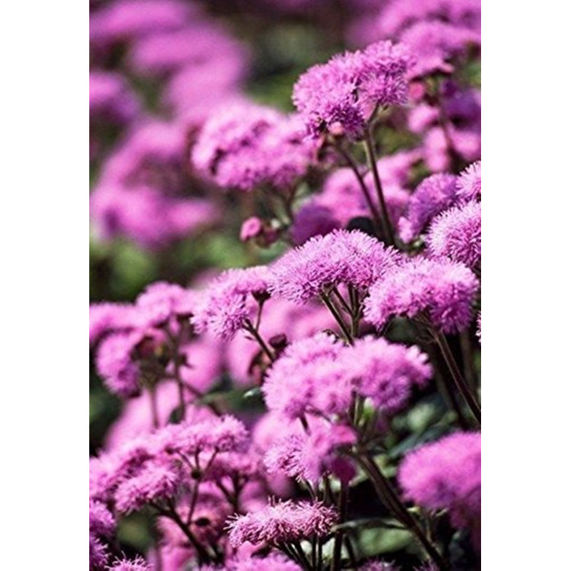 Агератум низький Рожеве Полумя