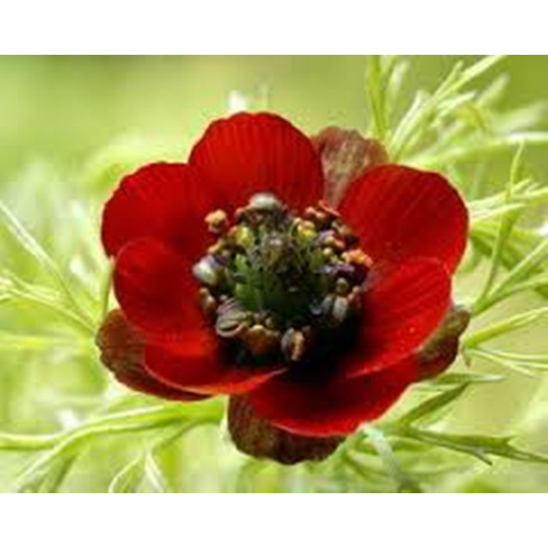 Адоніс Літній