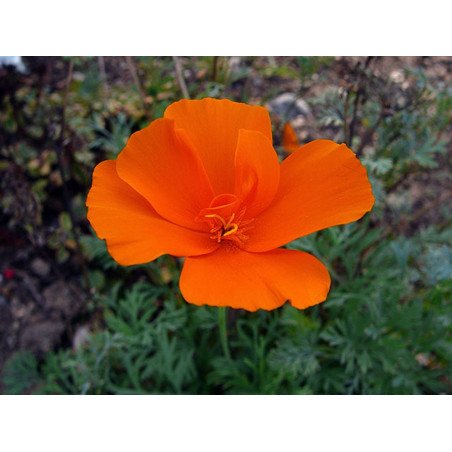 California Poppy Queen Orange