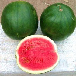 Watermelon Yarilo
