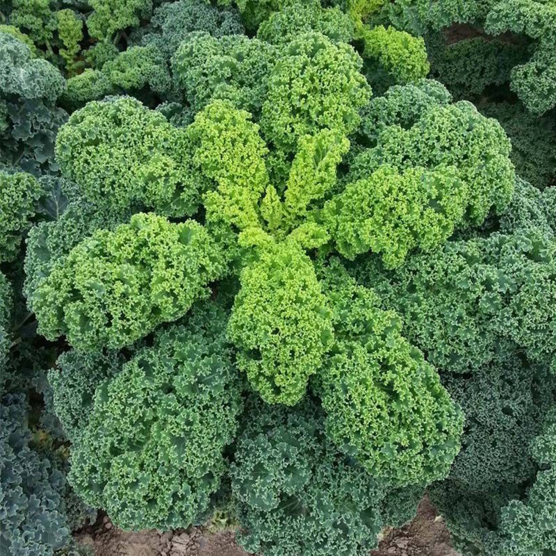 Kale Curly Kadet