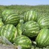 Watermelon Producer