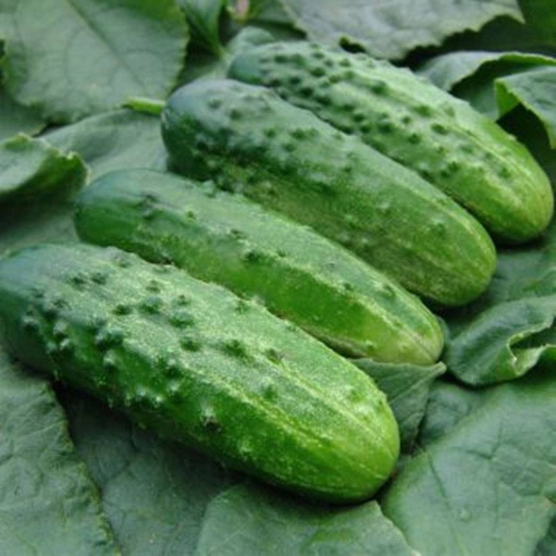 Cucumber Altaj F1