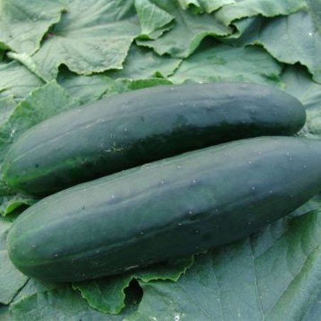 Cucumber Obelix F1