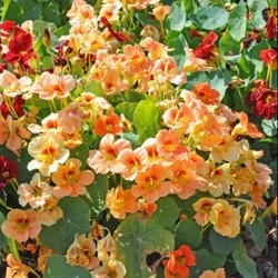 Double Nasturtium Melba