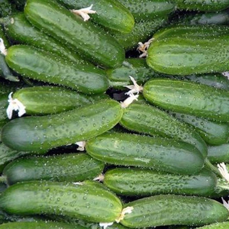 Cucumber Stash F1