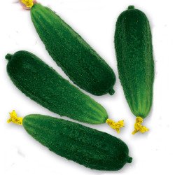 Cucumber Barbara F1