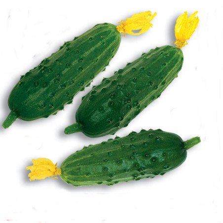 Cucumber Best Seller F1