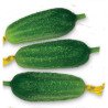 Cucumber Boyardee F1