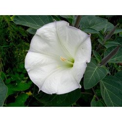 Devils Trumpet Indian White