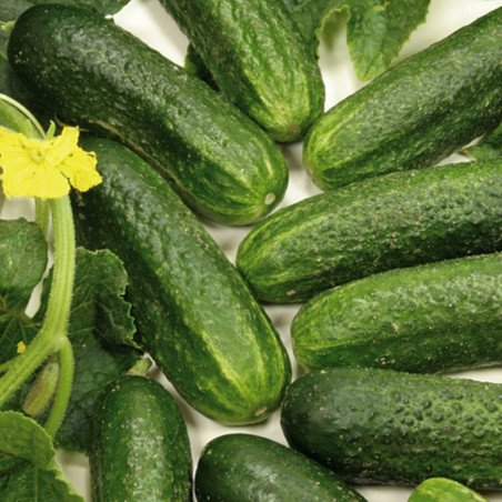 Cucumber Regenwald F1